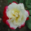 rose-4