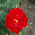 rose-5