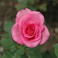 rose-6