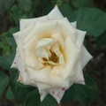 rose-7