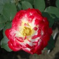 rose-8