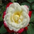 rose-10