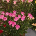 Roses 2