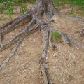 抓得住土石
不可改種檳榔樹
會造成土石流
