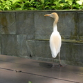 新加坡裕廊飛禽公園 - 2