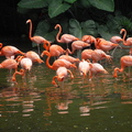 裕廊飛禽公園是亞太區最壯觀的鳥類動物園之一，有8千多隻各類飛禽，還有動物園，週末有動物表演秀。
以上圖片為筆者所拍攝