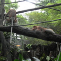  新加坡動物園 - 2
