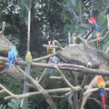 新加坡裕廊飛禽鳥園 - 1