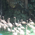 新加坡裕廊飛禽鳥園 - 2