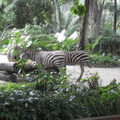  新加坡動物園 - 1