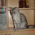 書櫃裡的貓