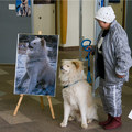 日本青森人氣秋田犬