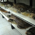 海龜標本