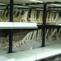 鯨豚骨頭標本