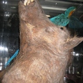 山豬頭標本