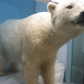 北極熊標本