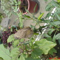 我的花園～～一隻學飛的小小鳥