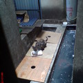 牠就是被集體毒殺劫後遺生的母貓(TNR)
