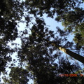 很少用這樣的角度看樹　這是第一次躺在林間吊椅上照的