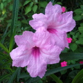 粉紅色的翠蘆莉，我家花園果真日日見花