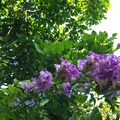 開滿串串紫色鈴鐺花朵，美不勝收。
