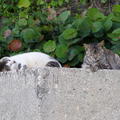 波島多野貓，睡在海邊自在得很