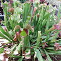 捕蟲植物 Sarracenia