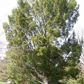 白皮松 Lacebark Pine