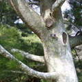 白皮松Lacebark Pine