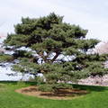 油松 Chinese red pine