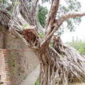 台南 - 大榕樹的鬚根