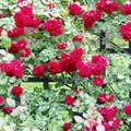 雨中看玫瑰 2009-6-20 - 1
