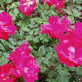 雨中看玫瑰 2009-6-20 - 3