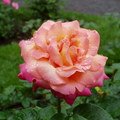 雨中看玫瑰 2009-6-20 - 2