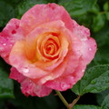 雨中看玫瑰 2009-6-20 - 3