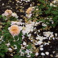 雨太多，不少花瓣被打落了