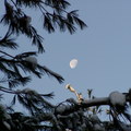 另一邊，月亮還在樹梢上