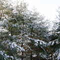 松枝上的雪，一會兒就會融掉