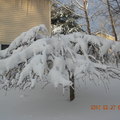 蓋了雪的枝垂櫻