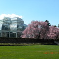 4月9日在華府看的櫻花不過癮，17日決定再去紐約值物園看看
<br>
結果順便看了蘭花展覽
