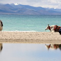 那木措屬羊，每至羊年，信仰虔誠的藏人會來此轉湖。這是等著做遊客生意的小販。