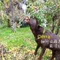 Sierra翹班偷蘋果