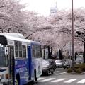 日本櫻花季 - 2
