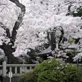日本櫻花季 - 5