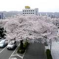 日本櫻花季 - 1