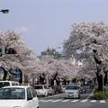 日本櫻花季 - 2