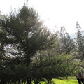 世界爺加州紅木