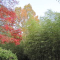 楓槭美景