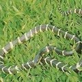 台灣常見的毒蛇 - 5