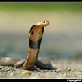 台灣常見的毒蛇 - 1